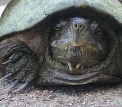 Kinosternon hirtipes