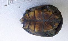 Kinosternon hirtipes