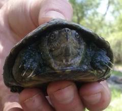 Kinosternon hirtipes