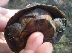 Kinosternon hirtipes