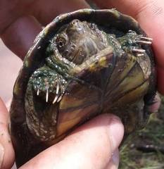 Kinosternon hirtipes