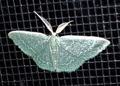 Chlorocoma tachypora