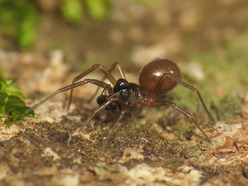 Diplocephalus arnoi