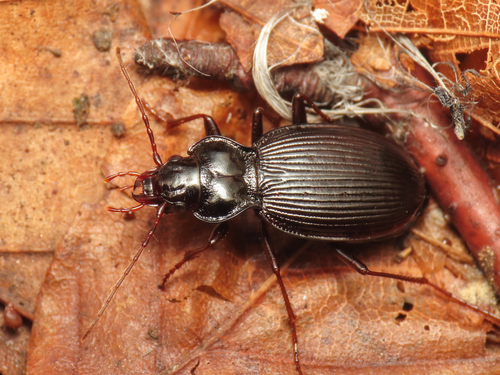 Nebria tibialis