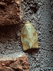 Adoxophyes negundana