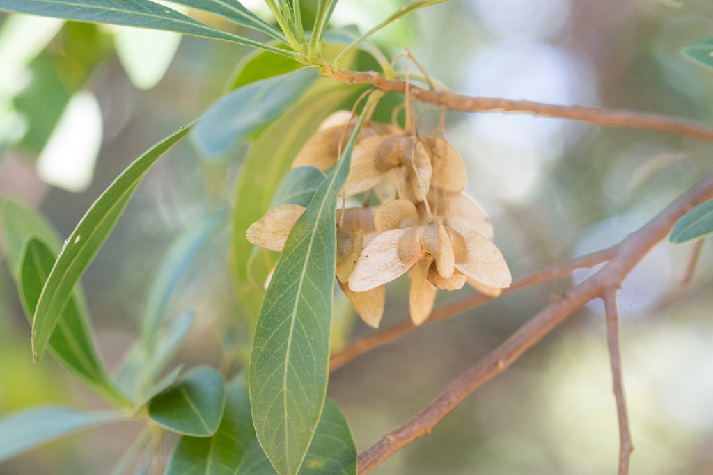 Dodonaea platyptera