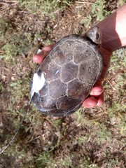 Kinosternon hirtipes