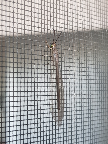 Baliga australis