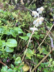 Pyrola morrisonensis
