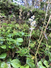 Pyrola morrisonensis