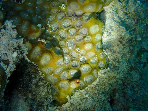 Favites magnistellata
