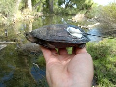 Kinosternon hirtipes