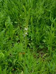 Pedicularis incarnata