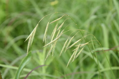 Bromus kalmii