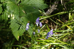 Aconitum fischeri