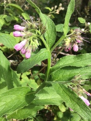 Symphytum officinale