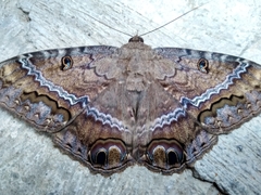 Ascalapha odorata