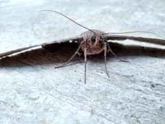 Ascalapha odorata