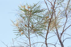 Hakea arborescens