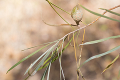 Hakea arborescens