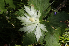 Aconitum fischeri