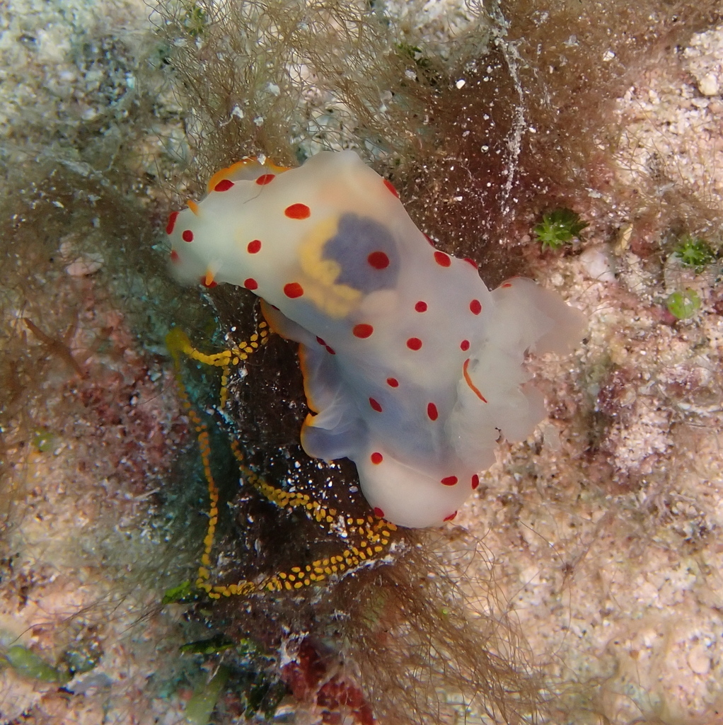 Polka-dot Gobble Dorid