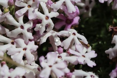 Junellia tridactylites