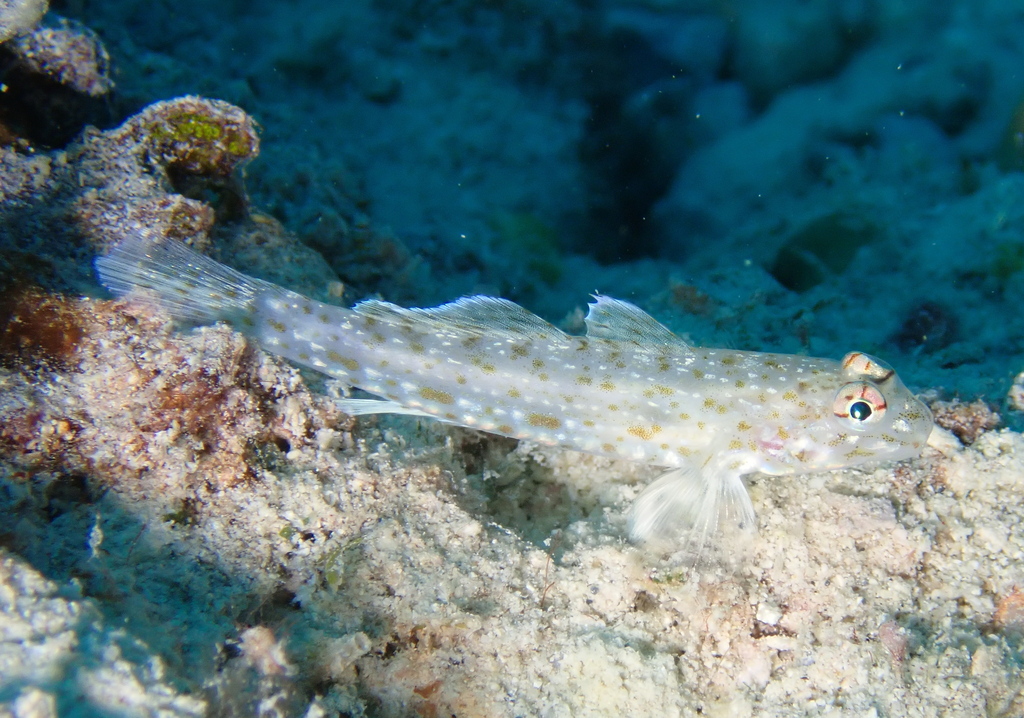 Orangespotted Goby