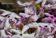 Junellia tridactylites