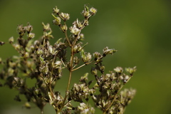 Filipendula palmata