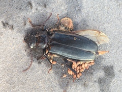 Mallodon dasystomus