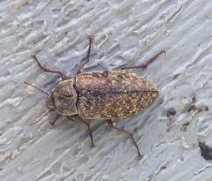 Epitragodes tomentosus