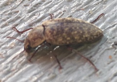 Epitragodes tomentosus