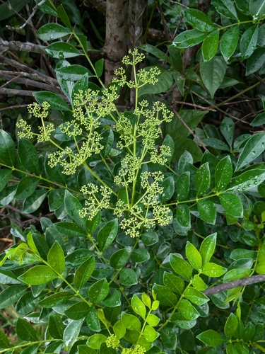 Zanthoxylum avicennae, photograph 5
