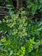 Zanthoxylum avicennae, photograph (c) portioid, some rights reserved (CC BY)