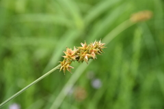 Carex gravida
