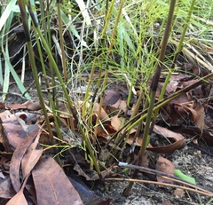 Caustis blakei