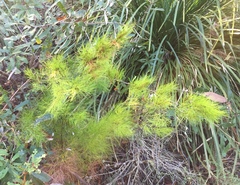 Caustis blakei