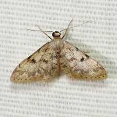 Idaea bonifata