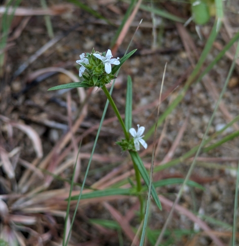 Hedyotis tenelliflora iNat (2)