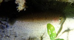 Aseraggodes lenisquamis