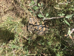 Testudo graeca ibera