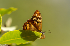 Heteronympha banksii