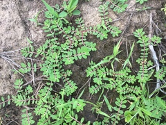 Euphorbia humistrata