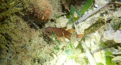 Vincentia novaehollandiae