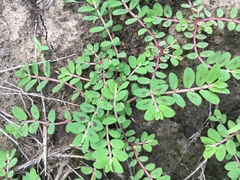 Euphorbia humistrata