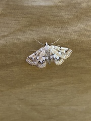 Elophila icciusalis
