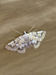 Elophila icciusalis