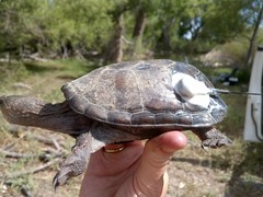 Kinosternon hirtipes