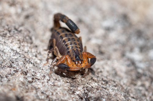 Striped Lesser-Thicktail Scorpion photo 4